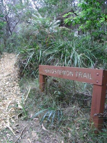 The Eriostemon Trail